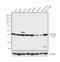 Beta-Actin antibody, MA1-80729, Invitrogen Antibodies, Western Blot image 