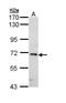 Interleukin 1 Receptor Associated Kinase 1 antibody, GTX111421, GeneTex, Western Blot image 