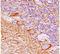 Neurofilament Heavy antibody, orb248480, Biorbyt, Immunohistochemistry paraffin image 