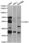 Cyclin A1 antibody, STJ27598, St John