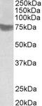 Ring Finger Protein 139 antibody, LS-B8293, Lifespan Biosciences, Western Blot image 