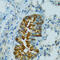 Cytochrome P450 Family 2 Subfamily B Member 6 antibody, 15-640, ProSci, Immunohistochemistry frozen image 