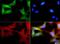 X-box-binding protein 1 antibody, NBP1-77681, Novus Biologicals, Immunofluorescence image 