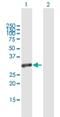 MRG Domain Binding Protein antibody, H00055257-B01P, Novus Biologicals, Western Blot image 