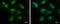 Hydroxysteroid 17-Beta Dehydrogenase 10 antibody, GTX100301, GeneTex, Immunofluorescence image 