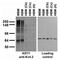 Potassium Voltage-Gated Channel Subfamily D Member 2 antibody, 73-016, Antibodies Incorporated, Western Blot image 