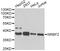 Nuclear Receptor Binding Factor 2 antibody, A13422, ABclonal Technology, Western Blot image 