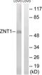 Solute Carrier Family 30 Member 1 antibody, PA5-39550, Invitrogen Antibodies, Western Blot image 