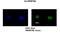 Heterogeneous Nuclear Ribonucleoprotein A0 antibody, PA5-41826, Invitrogen Antibodies, Immunofluorescence image 