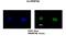 Heterogeneous nuclear ribonucleoprotein A0 antibody, PA5-41826, Invitrogen Antibodies, Immunofluorescence image 