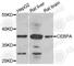 CCAAT Enhancer Binding Protein Alpha antibody, A0904, ABclonal Technology, Western Blot image 