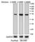 Interferon Regulatory Factor 8 antibody, 656503, BioLegend, Western Blot image 