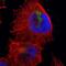 Cullin 5 antibody, NBP1-86868, Novus Biologicals, Immunocytochemistry image 