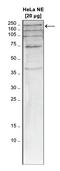 TATA-Box Binding Protein Associated Factor 1 antibody, CI1091, Boster Biological Technology, Western Blot image 