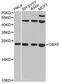 Chromobox 5 antibody, LS-C747686, Lifespan Biosciences, Western Blot image 
