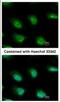 KH And NYN Domain Containing antibody, NBP2-17041, Novus Biologicals, Immunofluorescence image 