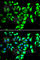 Fkbp38 antibody, A7085, ABclonal Technology, Immunofluorescence image 