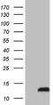 Pyrin Domain Containing 1 antibody, MA5-26607, Invitrogen Antibodies, Western Blot image 