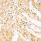 Proteasome 26S Subunit, Non-ATPase 2 antibody, 18-436, ProSci, Immunohistochemistry frozen image 