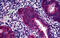 Phosphohistidine Phosphatase 1 antibody, MBS247192, MyBioSource, Immunohistochemistry frozen image 