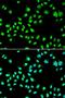 Serpin Family A Member 6 antibody, orb178528, Biorbyt, Immunofluorescence image 
