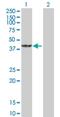 Cyclin And CBS Domain Divalent Metal Cation Transport Mediator 3 antibody, H00026505-B01P, Novus Biologicals, Western Blot image 