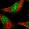 Nas7 antibody, HPA038692, Atlas Antibodies, Immunofluorescence image 