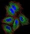 Protocadherin Alpha Subfamily C, 2 antibody, LS-C163425, Lifespan Biosciences, Immunofluorescence image 