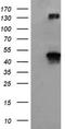 Betaine--Homocysteine S-Methyltransferase antibody, TA500960S, Origene, Western Blot image 