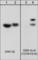 Glycogen Synthase Kinase 3 Alpha antibody, GM1321, ECM Biosciences, Western Blot image 