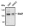 Signal Transducer And Activator Of Transcription 2 antibody, PA5-17438, Invitrogen Antibodies, Western Blot image 