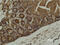 Actin Alpha 2, Smooth Muscle antibody, GTX34110, GeneTex, Western Blot image 