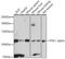 PPARG Coactivator 1 Alpha antibody, 16-862, ProSci, Western Blot image 