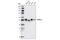 Glycogen Synthase Kinase 3 Alpha antibody, 4337T, Cell Signaling Technology, Western Blot image 