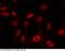 Histone Acetyltransferase 1 antibody, 100928-T34, Sino Biological, Immunohistochemistry frozen image 