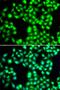 YTH domain-containing protein 1 antibody, PA5-76212, Invitrogen Antibodies, Immunofluorescence image 