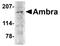 Autophagy And Beclin 1 Regulator 1 antibody, orb74973, Biorbyt, Western Blot image 