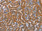 Aldehyde Dehydrogenase 3 Family Member A1 antibody, CSB-PA951869, Cusabio, Immunohistochemistry paraffin image 