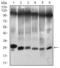 Twist Family BHLH Transcription Factor 1 antibody, GTX60776, GeneTex, Western Blot image 