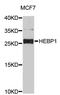 Heme Binding Protein 1 antibody, STJ26810, St John