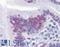 Caudal Type Homeobox 2 antibody, LS-B4299, Lifespan Biosciences, Immunohistochemistry paraffin image 