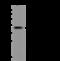 Ubiquitin Conjugating Enzyme E2 J1 antibody, 204223-T36, Sino Biological, Western Blot image 