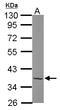 TATA-Box Binding Protein Associated Factor, RNA Polymerase I Subunit A antibody, LS-C155539, Lifespan Biosciences, Western Blot image 