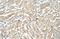 Tropomyosin 1 antibody, PA5-41996, Invitrogen Antibodies, Immunohistochemistry paraffin image 