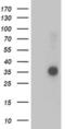 O-Sialoglycoprotein Endopeptidase antibody, MA5-25566, Invitrogen Antibodies, Western Blot image 