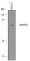 Transmembrane Serine Protease 9 antibody, AF5688, R&D Systems, Western Blot image 