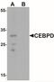 CCAAT Enhancer Binding Protein Delta antibody, NBP2-41192, Novus Biologicals, Western Blot image 