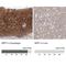 Membrane Palmitoylated Protein 7 antibody, NBP1-81989, Novus Biologicals, Immunohistochemistry paraffin image 