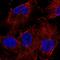 Tripartite Motif Containing 2 antibody, HPA035854, Atlas Antibodies, Immunofluorescence image 