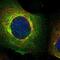 Bone Marrow Stromal Cell Antigen 2 antibody, NBP1-85760, Novus Biologicals, Immunocytochemistry image 